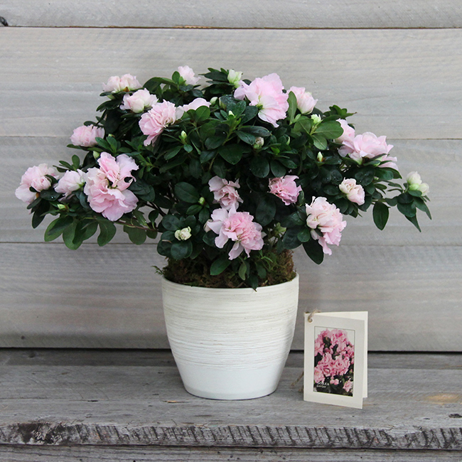 Memorial Gift Trees In Memory of Gifts Sympathy Trees