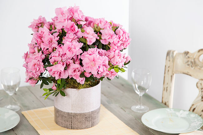 Memorial Gift Trees - In Memory of Gifts - Sympathy Trees