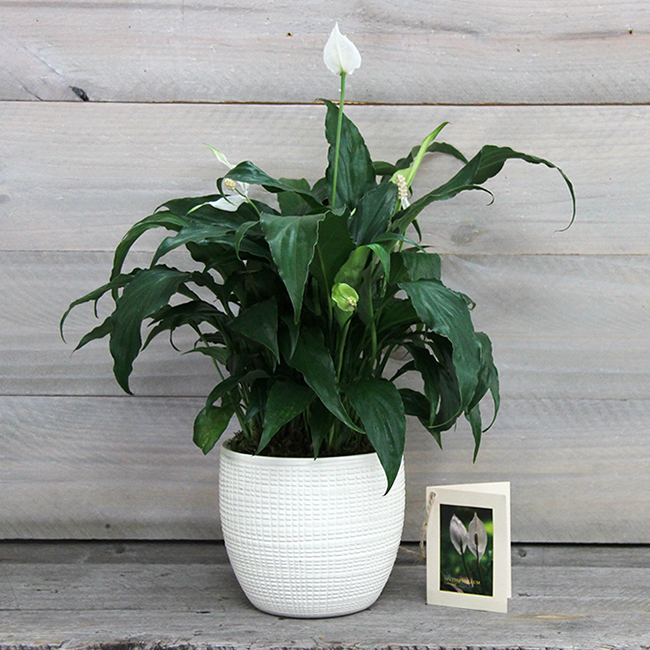 Memorial Gift Trees In Memory of Gifts Sympathy Trees