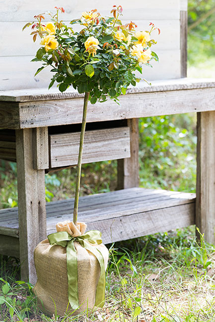 Memorial Gift Trees - In Memory of Gifts - Sympathy Trees
