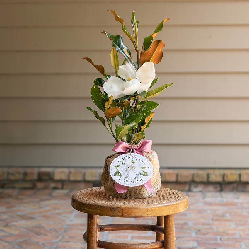Magnolias for Mom Southern Magnolia