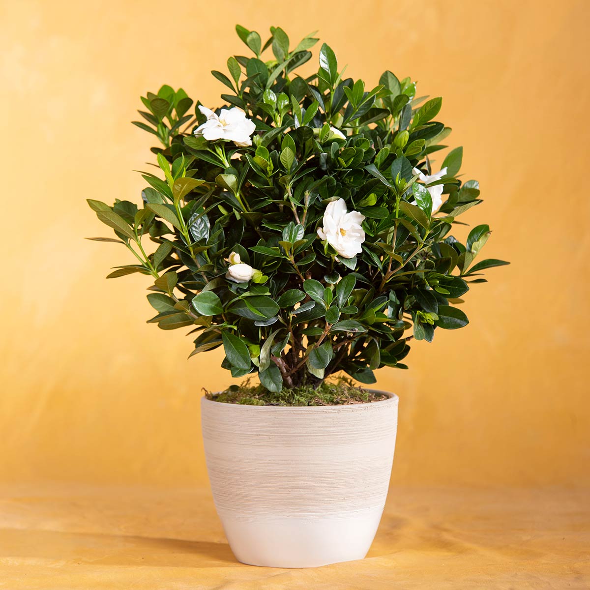 In Memory Potted Gardenia