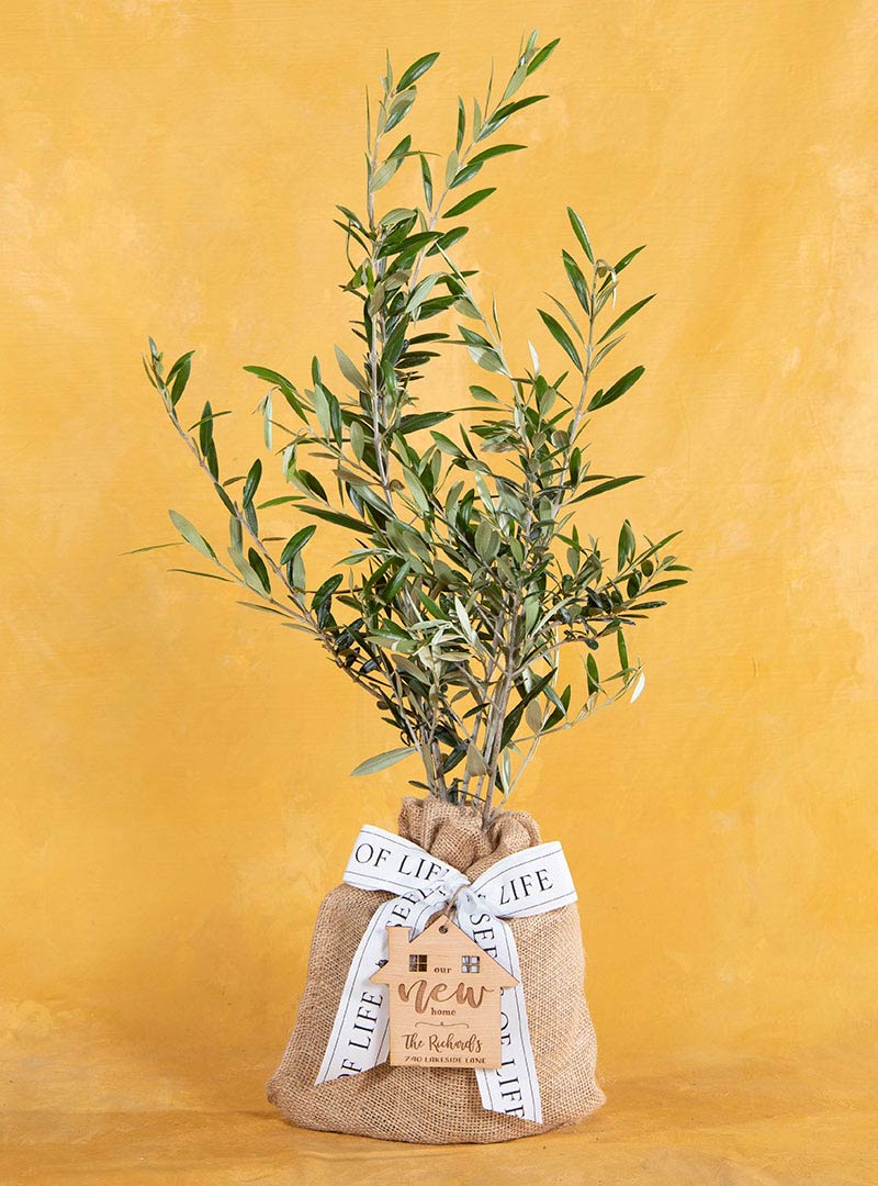 Housewarming Olive Tree Gift with Keepsake