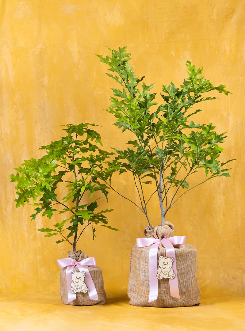 Enduring Oak Tree New Baby Girl Gift