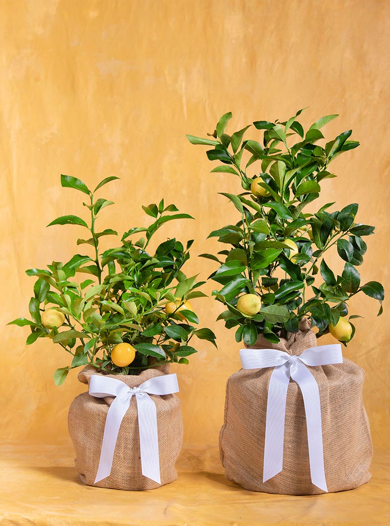 Medium & Large Lemon Tree