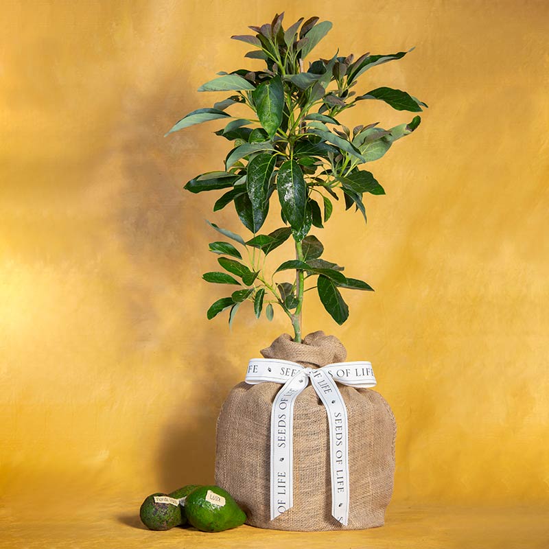 Avocado Tree