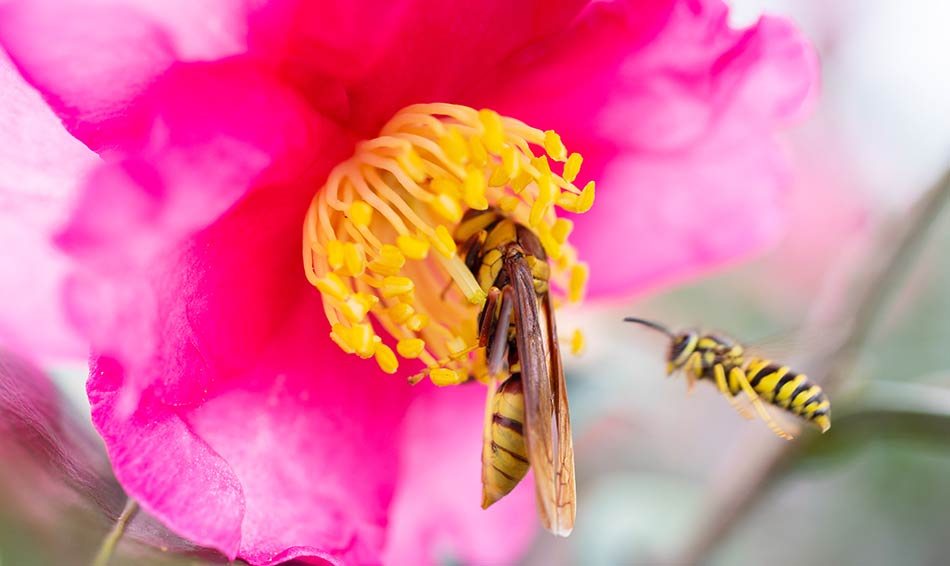 Bees on Pink Flower
