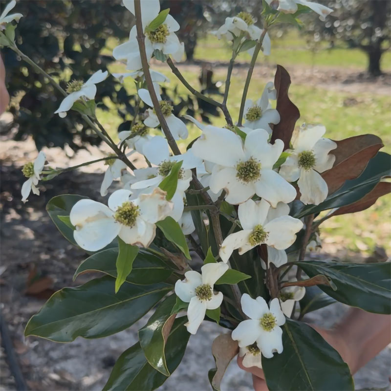Person Holding White Dogwood Branches with Blooms