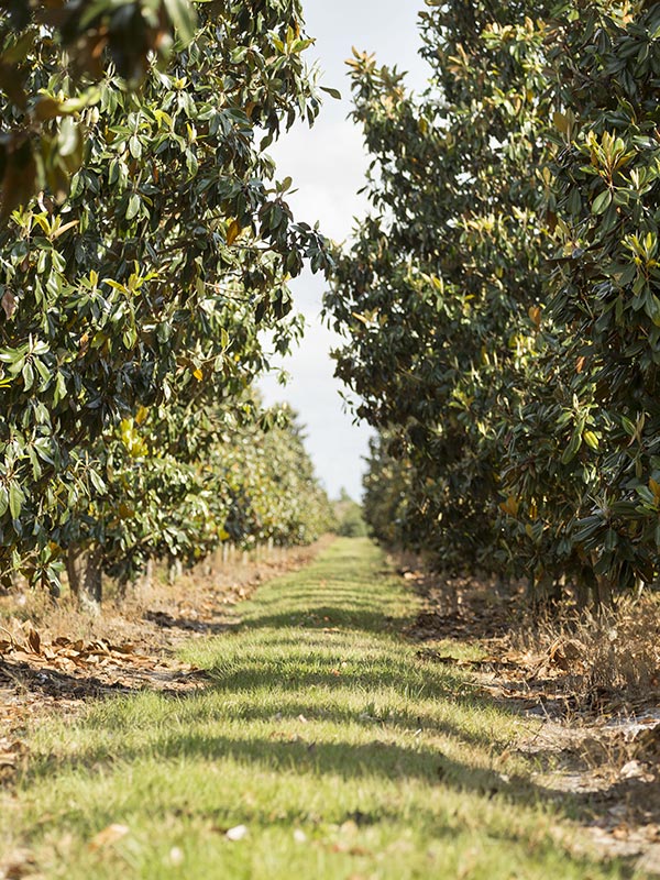 Evergreen Magnolias on Farm