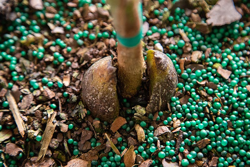 Closeup of fertilizer around tree