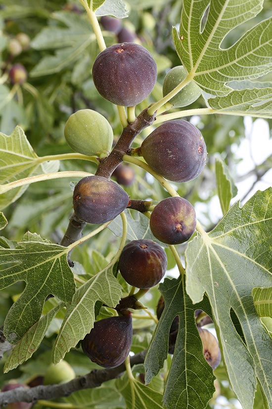 Closeup of Figs on Tree