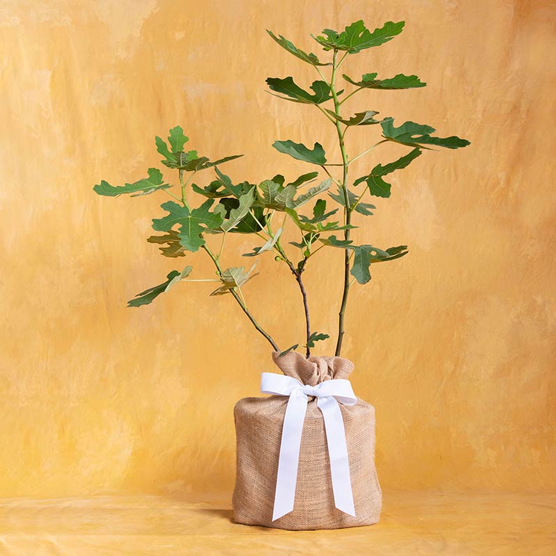 Brown Turkey Fig Tree