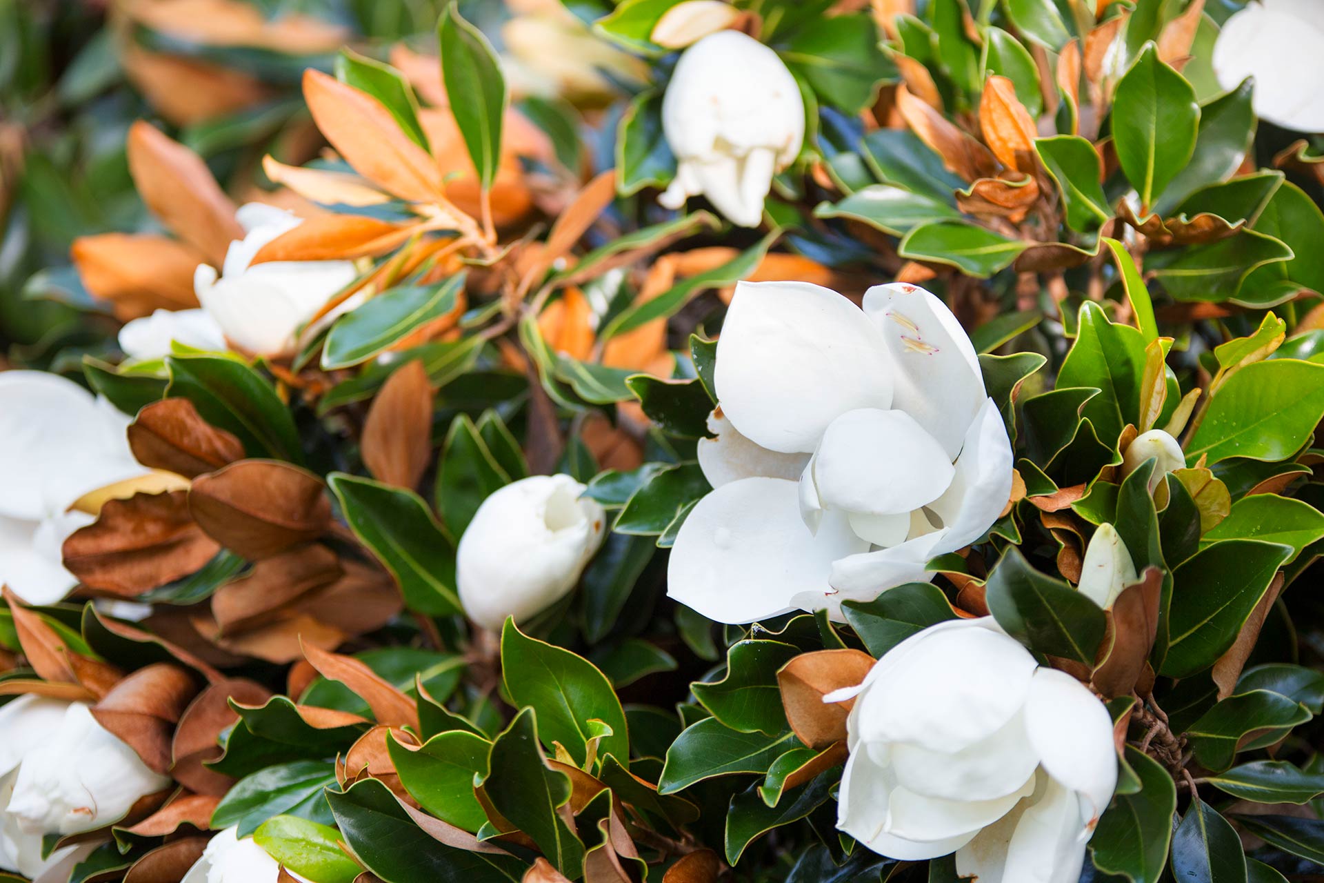 FAQ on Southern Magnolia Tree Care, from Our Growing Experts FAQ on Southern Magnolia Tree Care, from Our Growing Experts