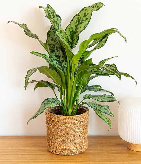 Aglaonema Plant in Wicker Basket