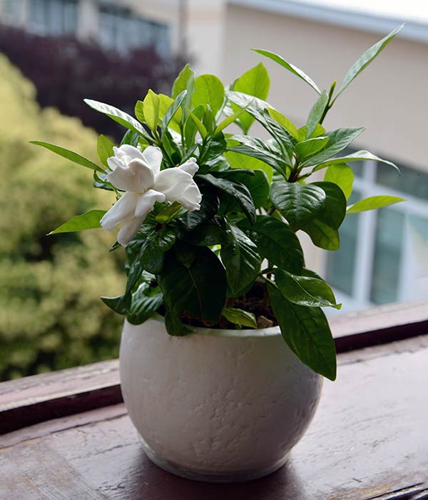 Gardenia in White Pot by Window
