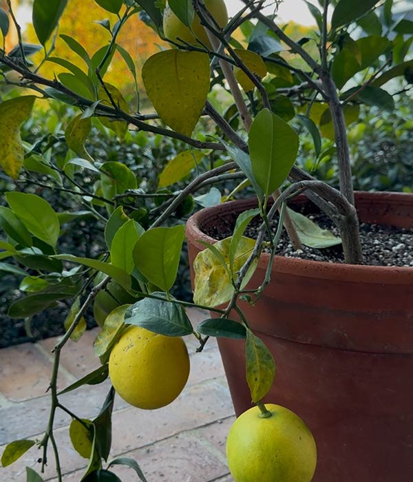 Lemon Tree in Pot on Porch