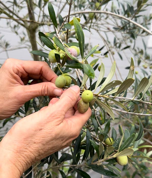 Holding Olives from Tree