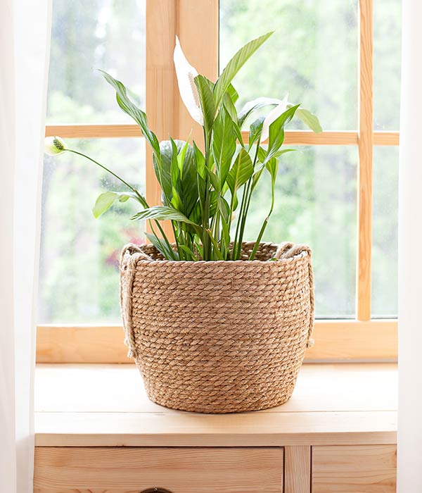 Peace Lily in Front of Window