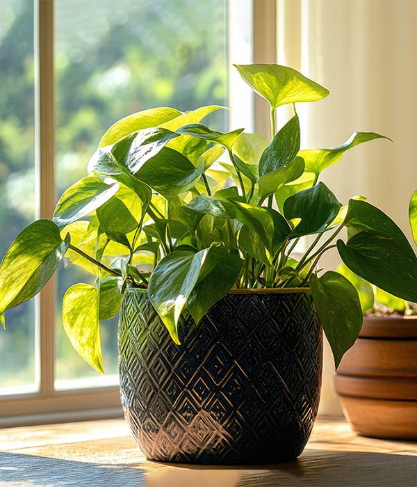 Pothos Plant on Ledge by Window