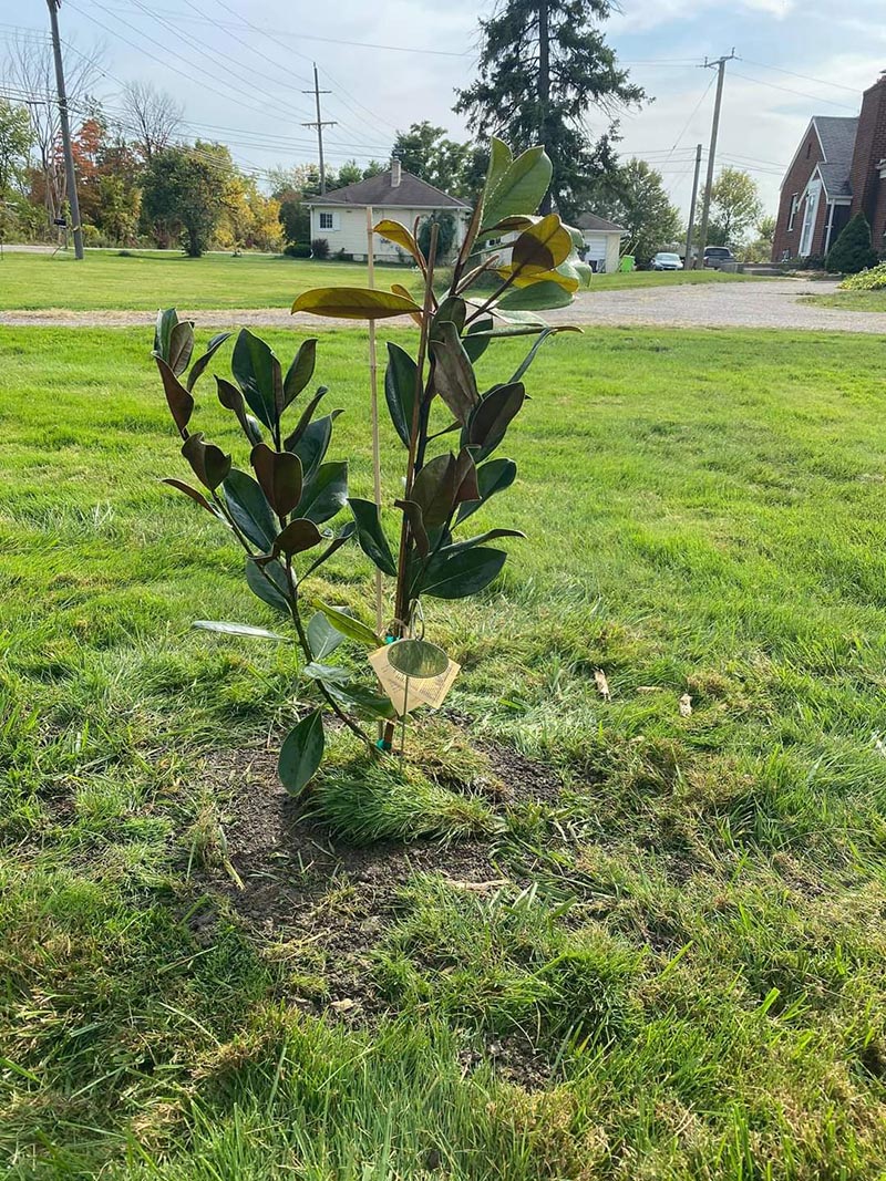 Magnolia tree planted in yard