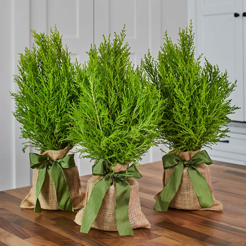 Group of 3 Lemon Cypress Trees