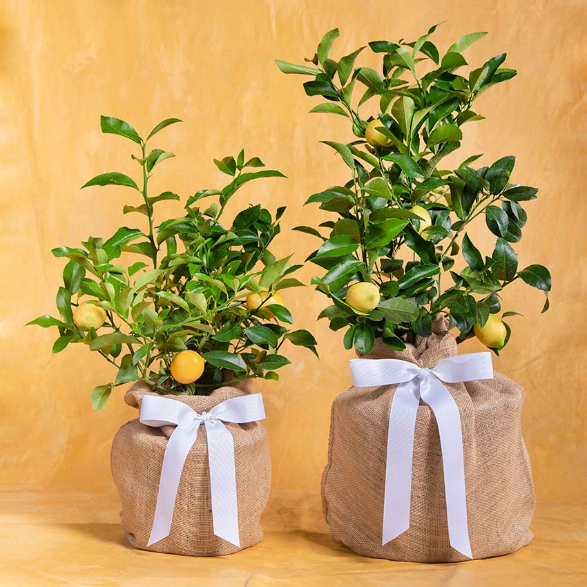 Meyer Lemon Tree