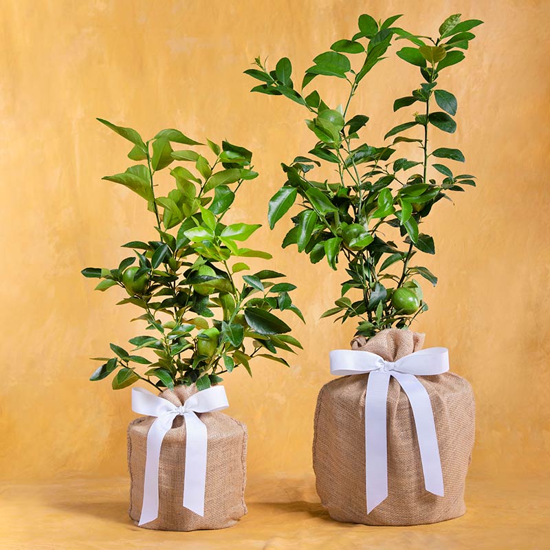Persian Lime Tree