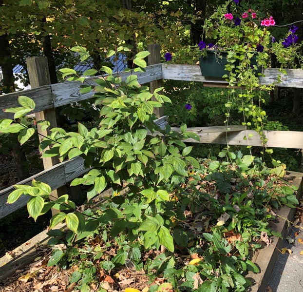 Dogwood Tree in Garden