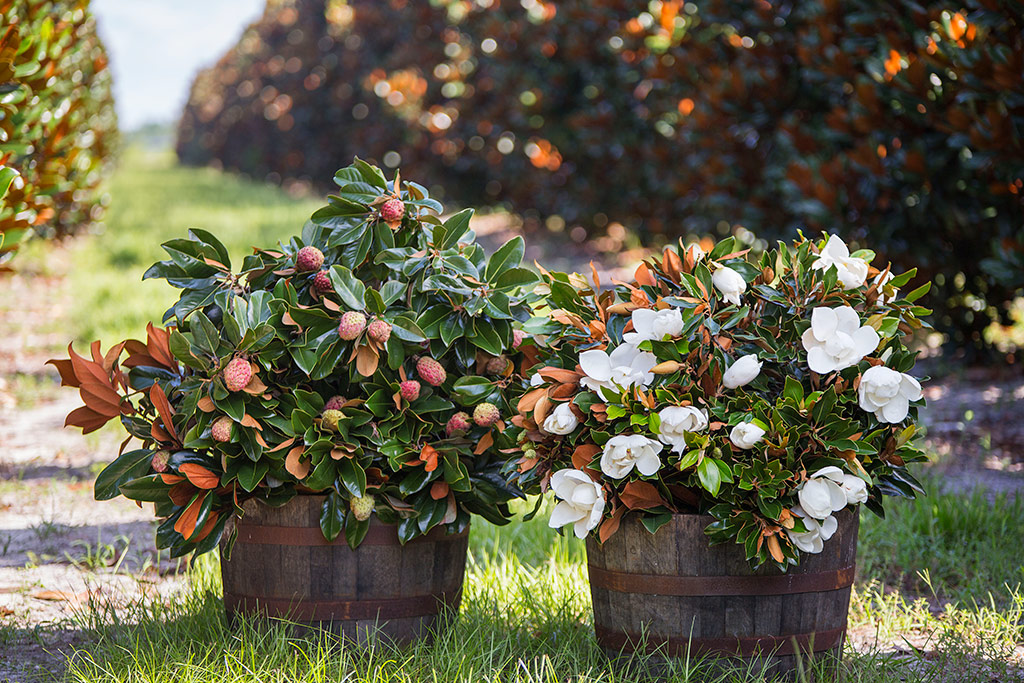 Magnolia Blooms and Pods in Barrels