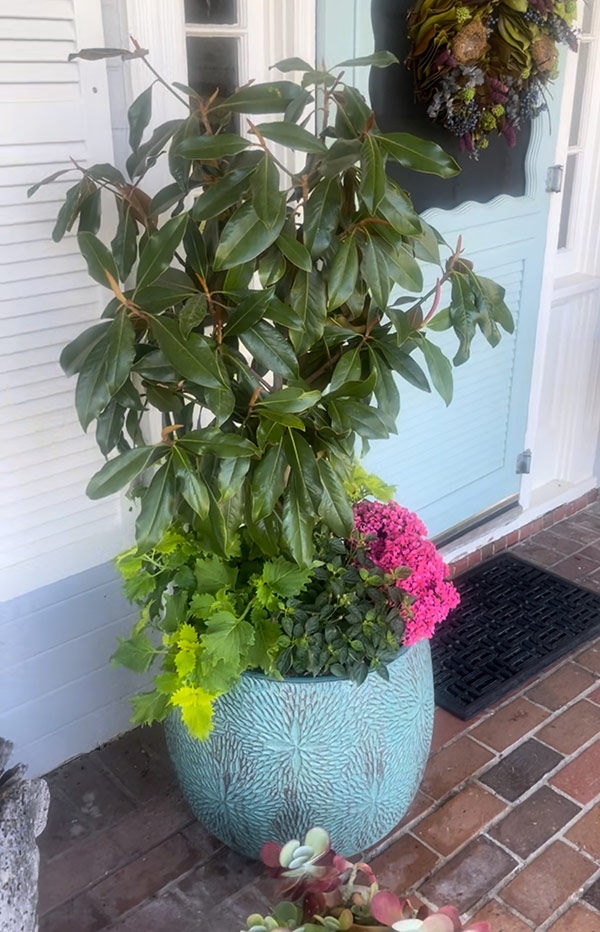 Magnolia Tree in Container on Porch