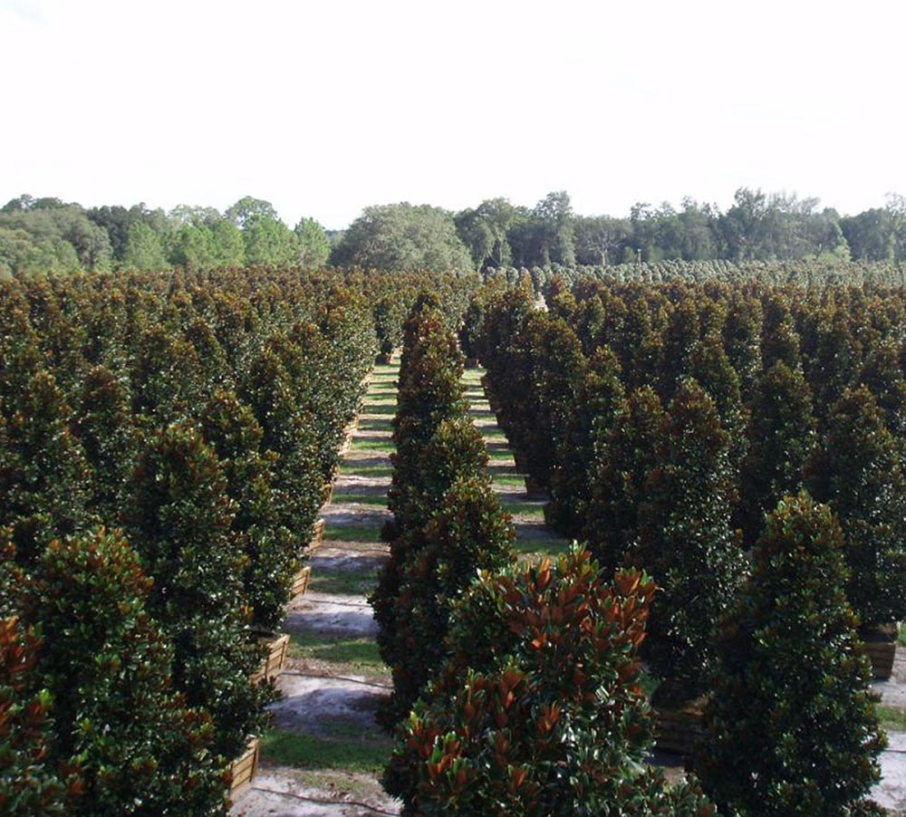Magnolia Tree Farm