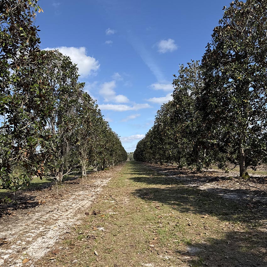 Magnolia Mile