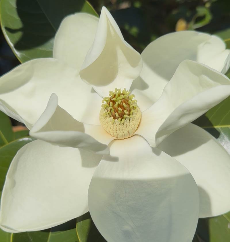 Closeup of Magnolia Bloom