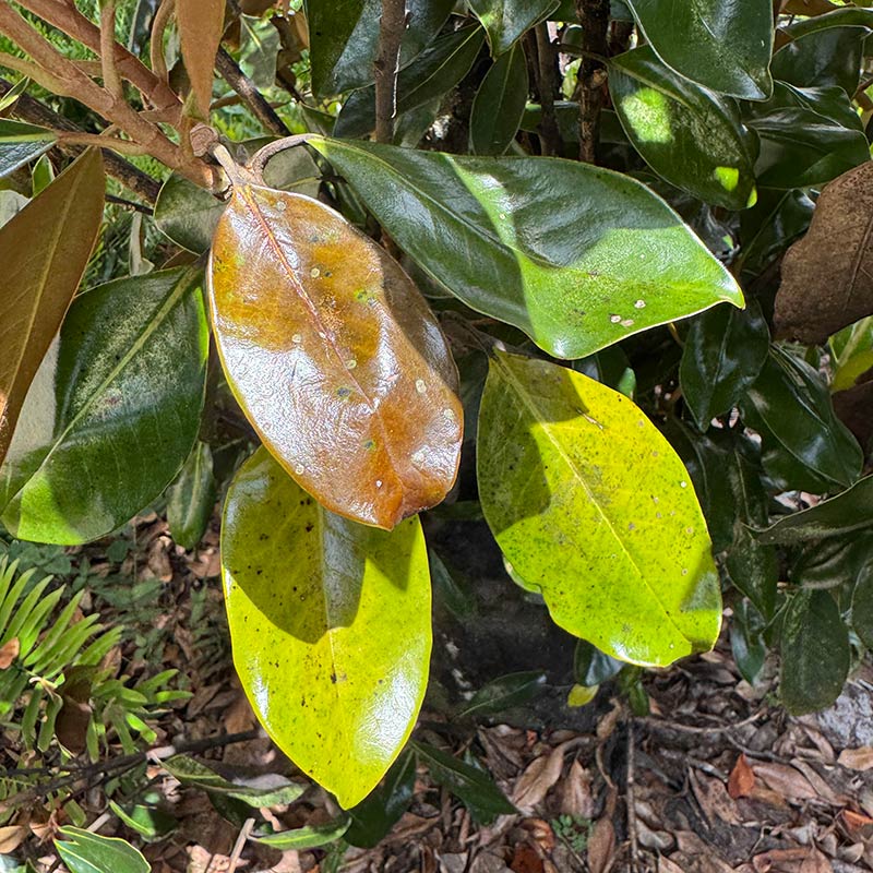 Brown spots on magnolia leaves