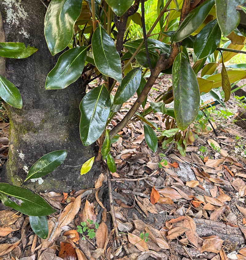 Magnolia leaves on the ground