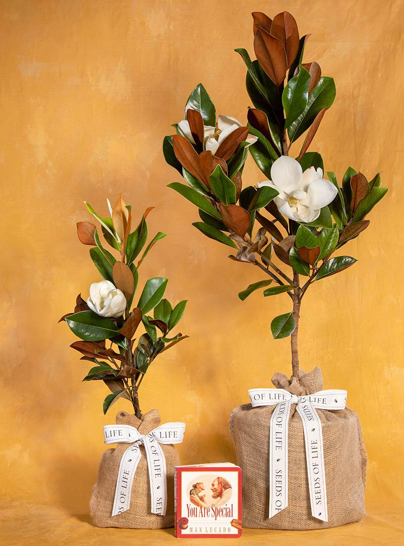 Medium & Large Southern Magnolia Tree with You Are Special Book