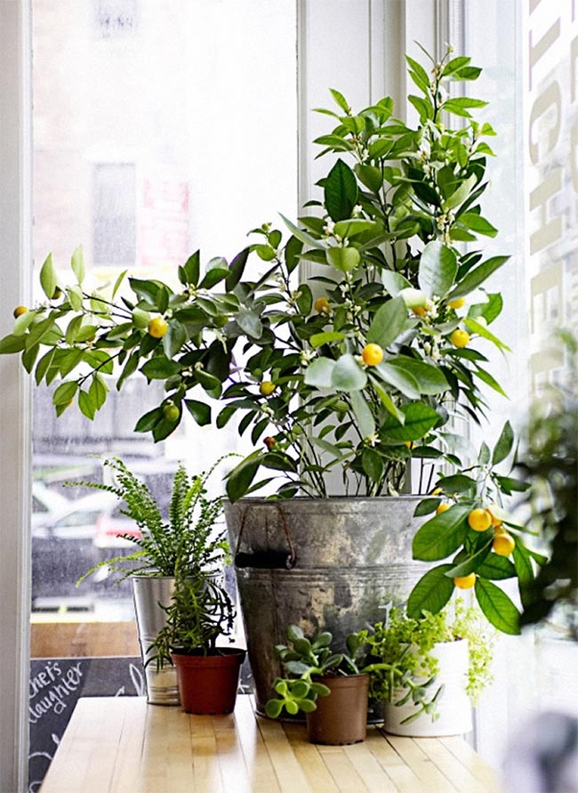 Meyer Lemon Tree in Sunny Window