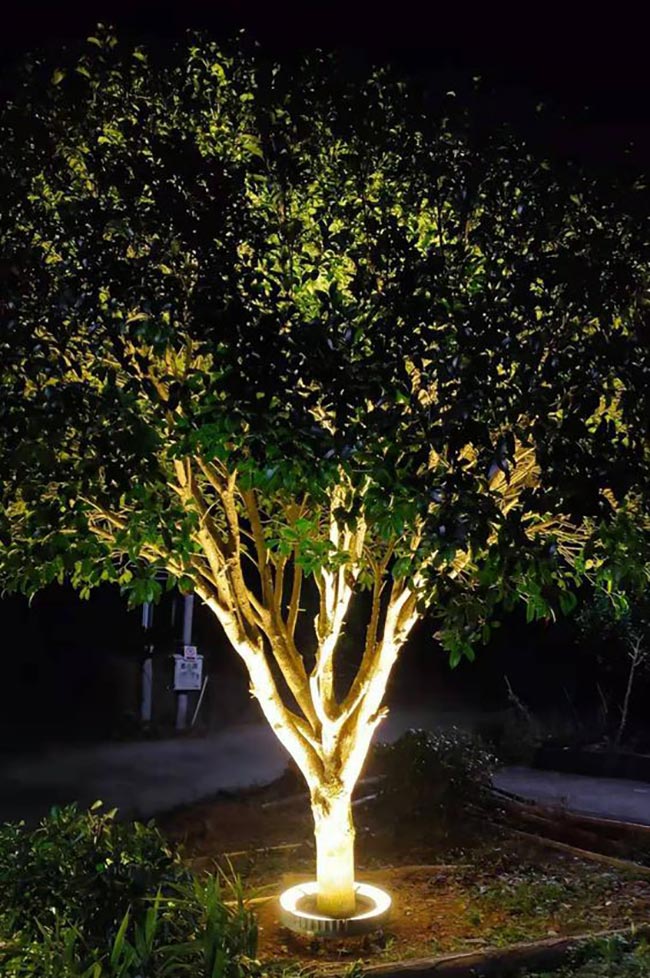 Light at Base of Tree