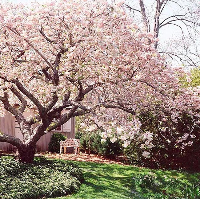 Blooming Magnolia Tree in Memorial Garden