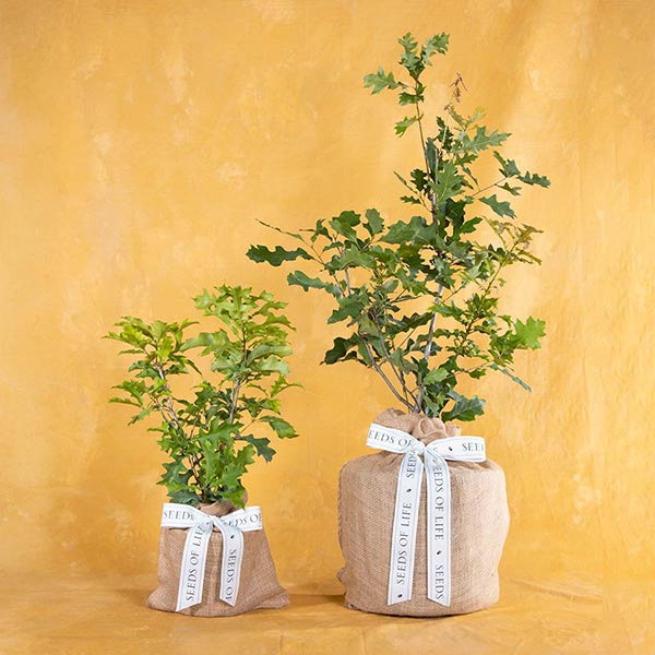 Medium & Large Oak Trees