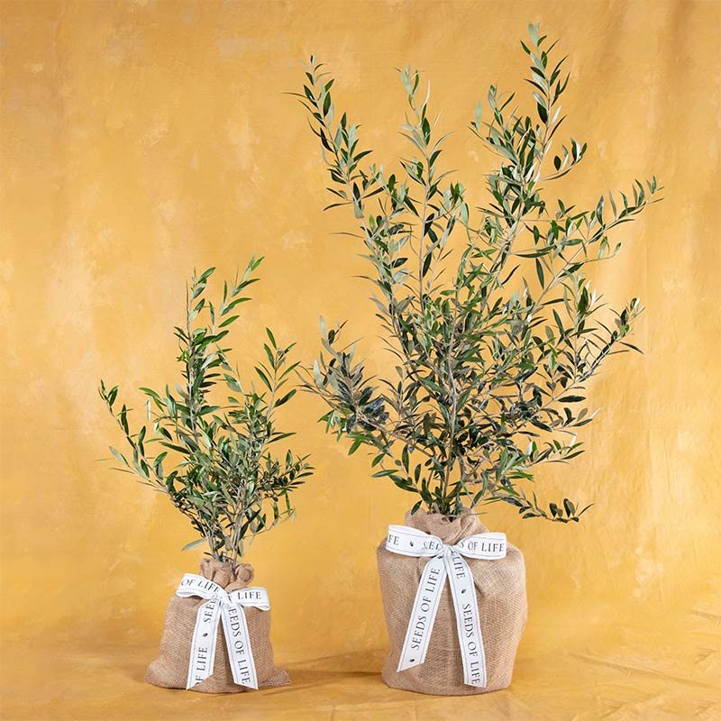 Arbequina Olive Tree