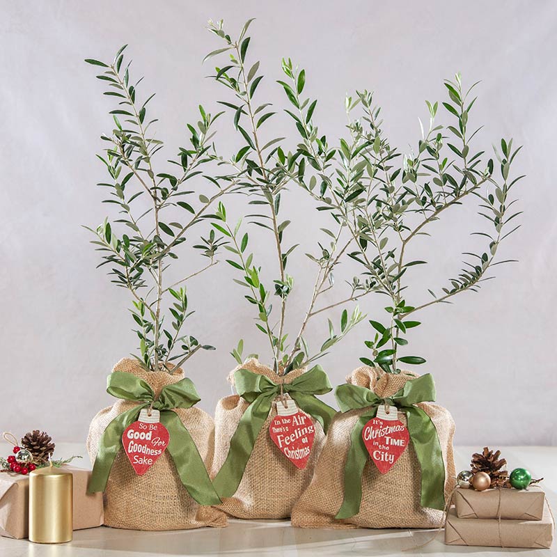 3 Olive Trees with Holiday Tags