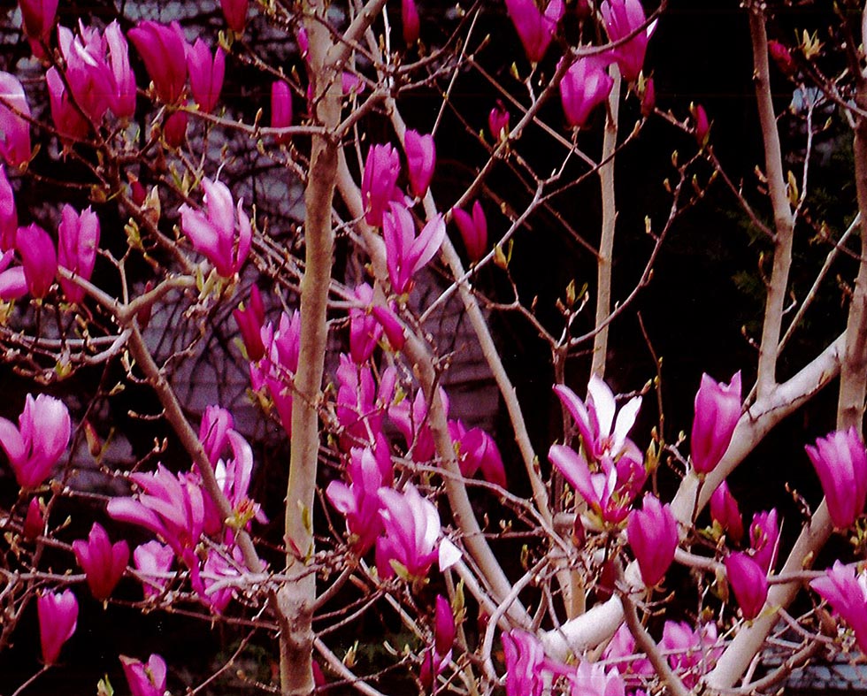 Closeup of Magnolia Ann in Bloom