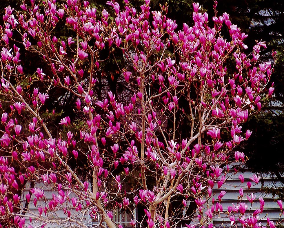 Magnolia Ann Tree in Bloom