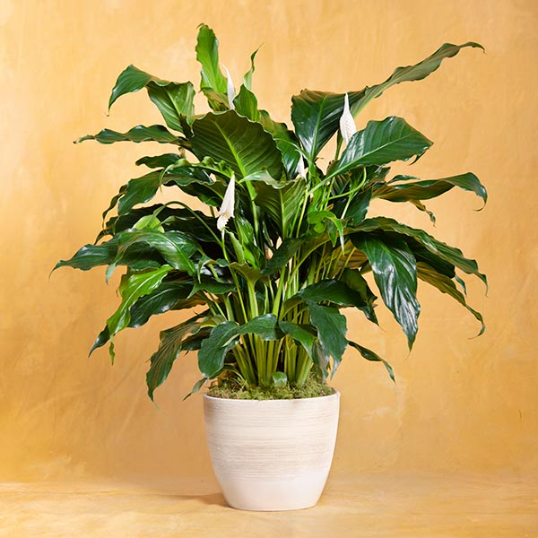 Peace Lily in Pot