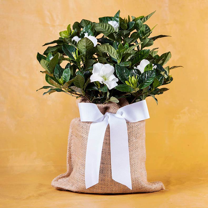 Pet Sympathy Gardenia Gift Tree