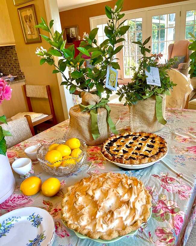 Lemon tree and Lemon Pie on Kitchen Table
