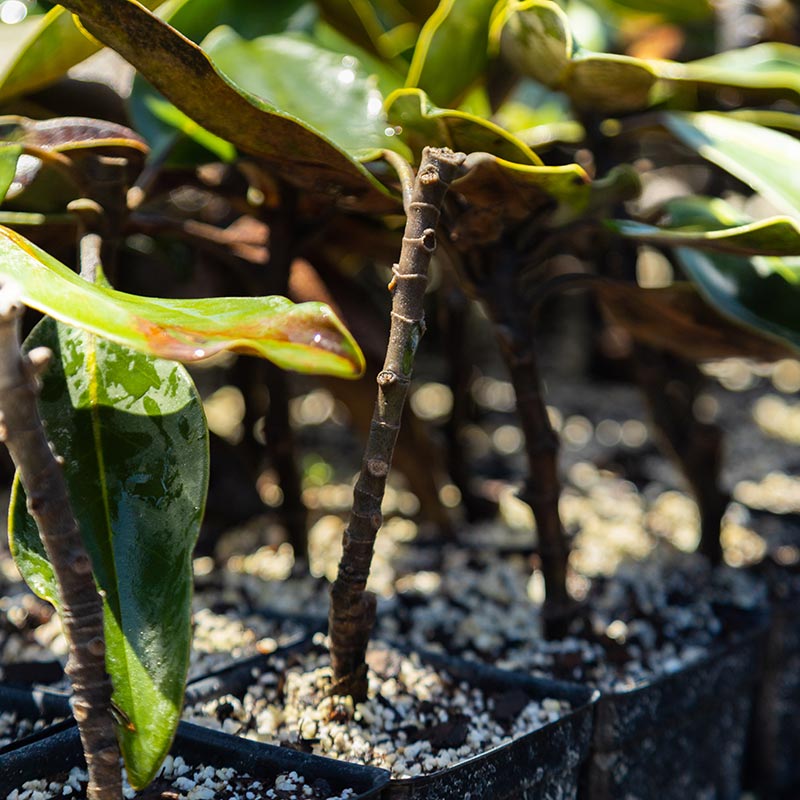 Propagated Magnolia