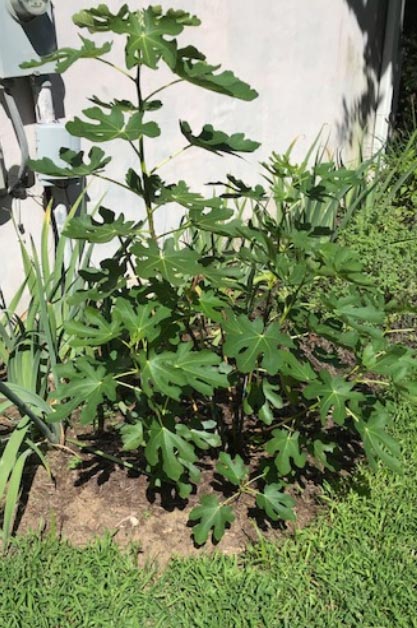 Fig tree planted in garden