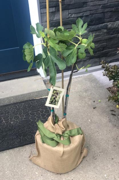 Fig tree wrapped in burlap at front door